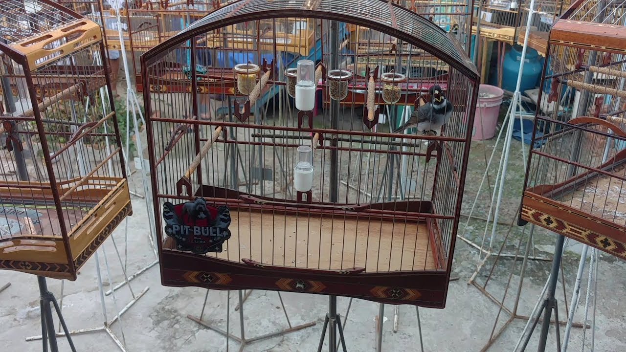 Baderna para treinar COLEIRO