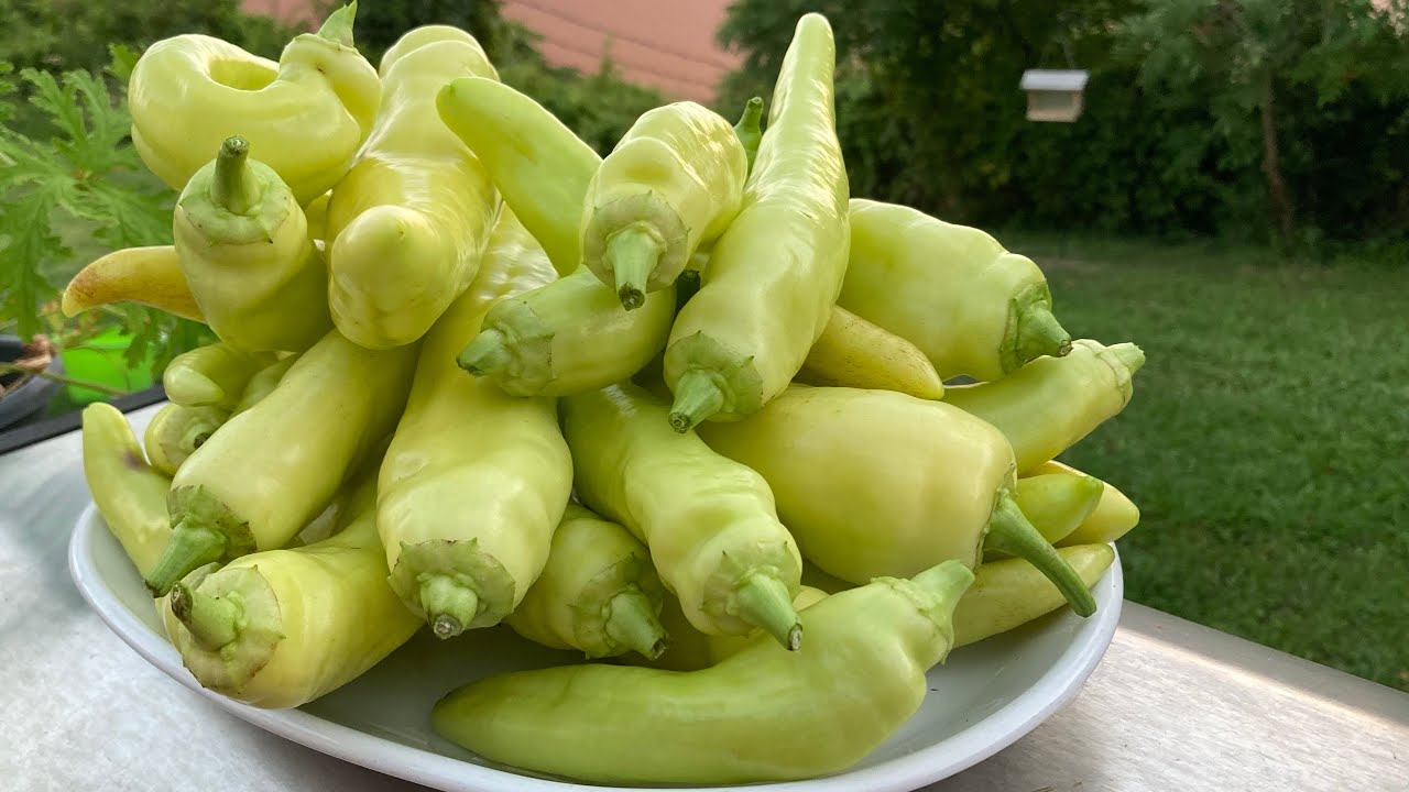 How to Harvest Sweet Banana Peppers | Banana Peppers 🌶 | Picking ...