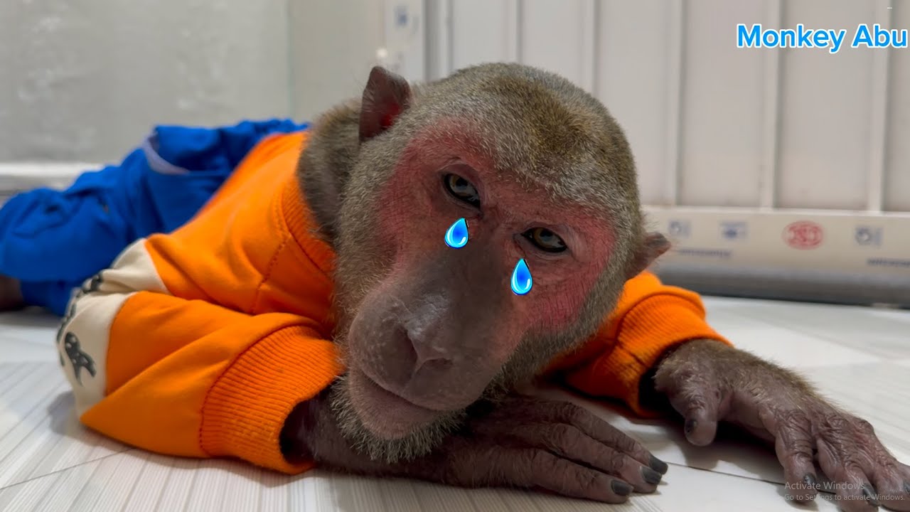 Baby Monkey made Abu sad closed door cry - YouTube