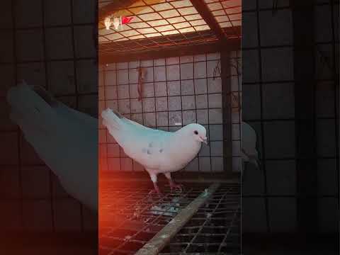 🔥 Top Quality High Flyer Pigeon 🕊️ | Powerful Flying Pigeon | #Shorts #viral