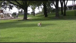 Tug Jumps Higher Than Splash For A Frisbee