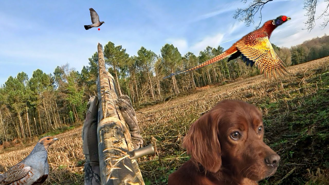 Compilation de scènes de Chasse petit gibier