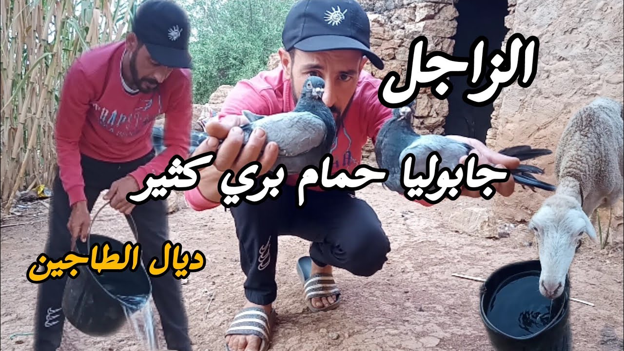 الحمام مشى يرعى وجاب معاه أربع حمامات بريات دوريجين