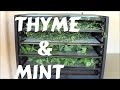 Dehydrating Thyme and Mint