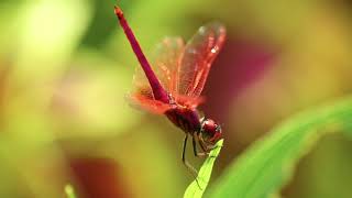 #Футаж красная стрекоза ◄4K•HD► #Footage red dragonfly