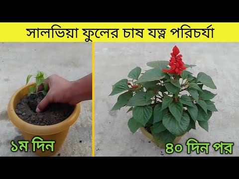 ভিডিও: Dicenter ফুল - রোপণ এবং যত্ন