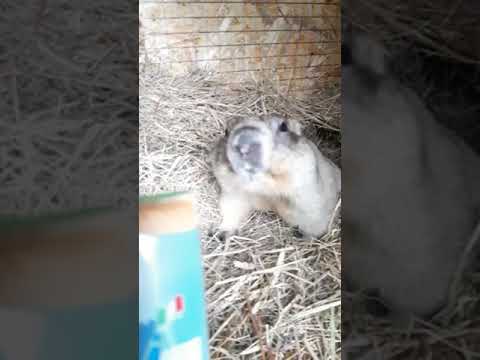 Videó: Marmot (baybak) - értékes állat