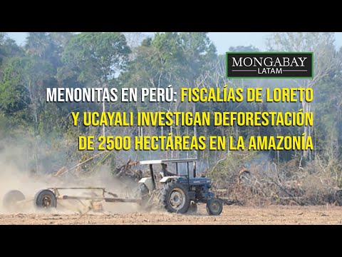 Menonitas en Perú: fiscalías de Loreto y Ucayali investigan deforestación en la Amazonía
