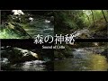 森の神秘と癒しのチェロ 信州横川（自然映像とBGM/心身浄化・癒し）sound of cello