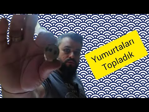 3 gündür yumurta topmadım kafesler yumurta dolu!!! #bıldırcınyetiştiriciliği #ekgelir