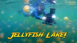 Palau Jellyfish Lake! (Would you swim with a million jellyfish?)