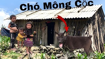 Chó cộc H’Mông: Quốc Khuyển VN