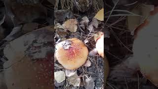 Осенние вкуснышки