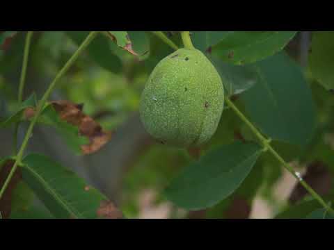 فيديو: أشجار البندق الباردة - تعرف على أشجار الجوز الصالحة للأكل للمنطقة 3