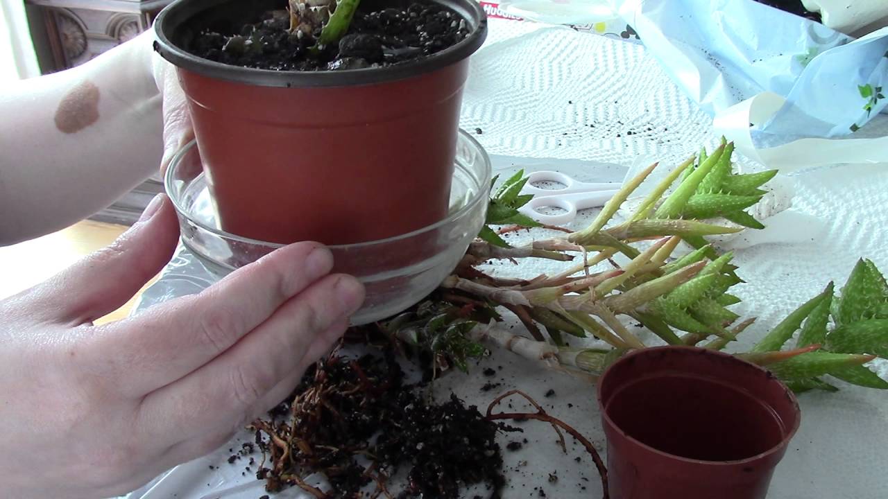 Transplanting an Aloe Vera plant YouTube
