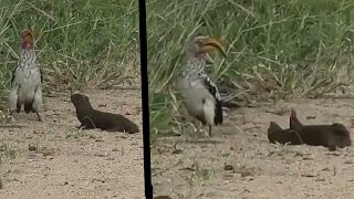 Hilarious dwarf mongoose plays dead for hornbill