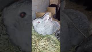 Крольчатам 35 дней