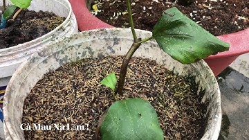 TRỒNG TÁO THÁI TRONG THÙNG SƠN