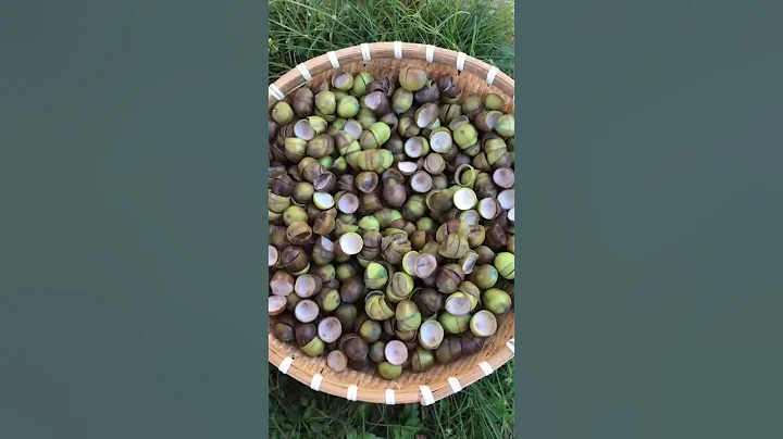Let's Uncover Lotus Seeds #satisfying #short - DayDayNews