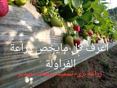 فيديو: كيفية زراعة الفراولة - نصائح مفيدة لحصاد ممتاز