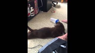 Must watch! Hilarious And cute chocolate puppy Grizzly's first grooming