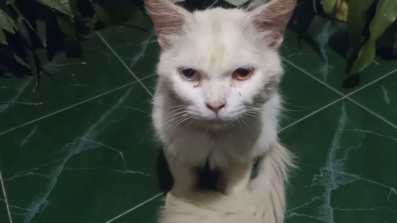 Ngasi makan kucing liar 