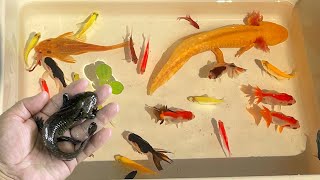 TOP10 VideosCatch Beautiful Ornamental Fish, Axolotl, Koi, turtle, Tetra, Betta, Oranda, Radtang