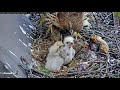 Red-tailed Hawk Chicks Cuddle Up Before Long Feeding At #CornellHawks Nest – May 11, 2021