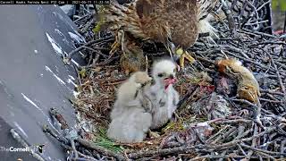 Red-tailed Hawk Chicks Cuddle Up Before Long Feeding At #CornellHawks Nest – May 11, 2021