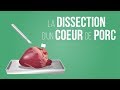 La dissection dun coeur de porc   sciences  alloprof