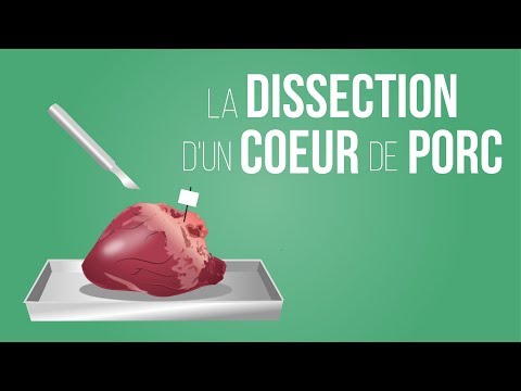 Vidéo: Test de ver du coeur canin