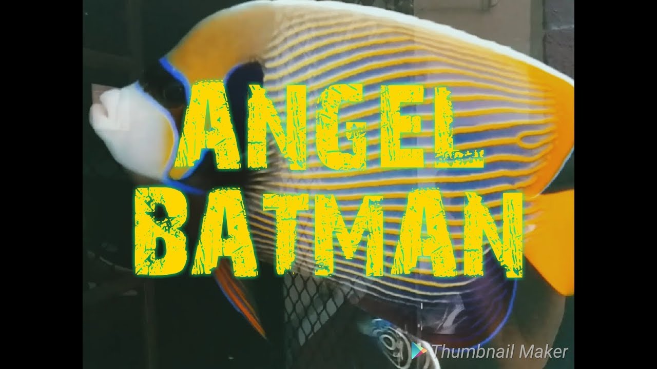102+ Ikan Hias Air Laut Batman HD Terbaru