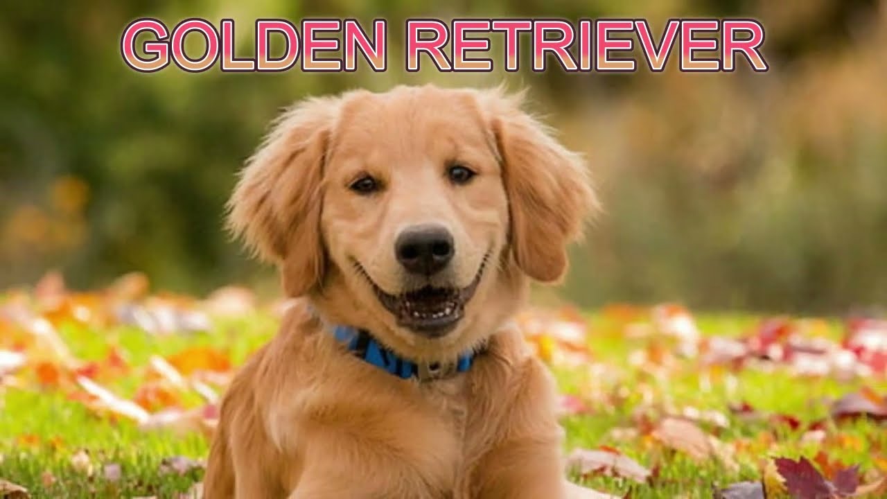 Reliable Facts About Dogs You Need To Know