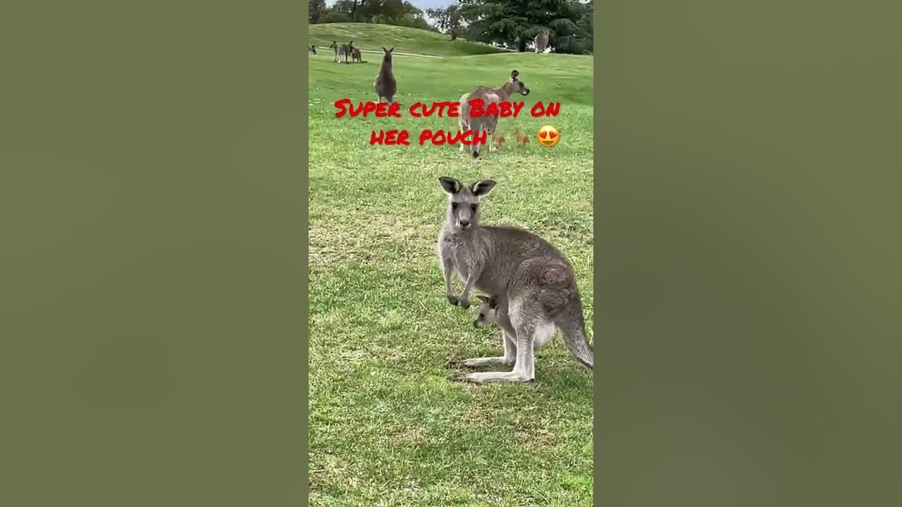 That how kangaroos carry their babies YouTube