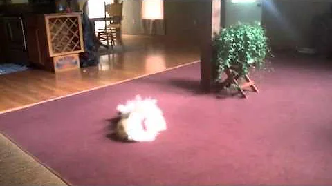 Pomeranian at play