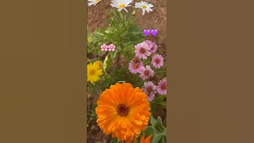 لا إله إلا أنت سبحانك إني كنت من الظالمين 🌸💕 #تلاوة_خاشعة #suratrehman #قرآن