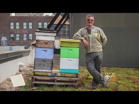 Video: Berømte bygninger Buzz med hemmelige rooftop bikube