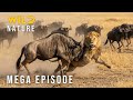🔴 GREAT MIGRATION – The Ultimate Clash for the Savanna's Throne (Mega Episode)