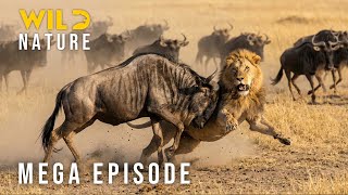 🔴 GREAT MIGRATION – The Ultimate Clash for the Savanna's Throne (Mega Episode)