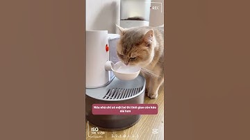 Nước Sạch Từng Giọt Nhờ Thiết Kế Độc Đáo! #notapetvn #cátvệsinhmèo #pets #funnycats #cat #pet #cute