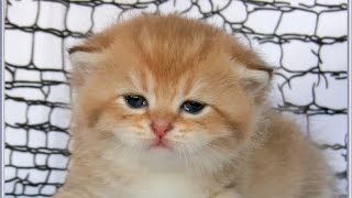Британские котята,золотые шиншиллы(мальчик тик) Британские котята,золотые шиншиллы(мальчик тик)