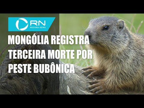 Vídeo: Uma Família Na Mongólia Comeu Uma Marmota, Contraiu A Peste E Morreu - Visão Alternativa