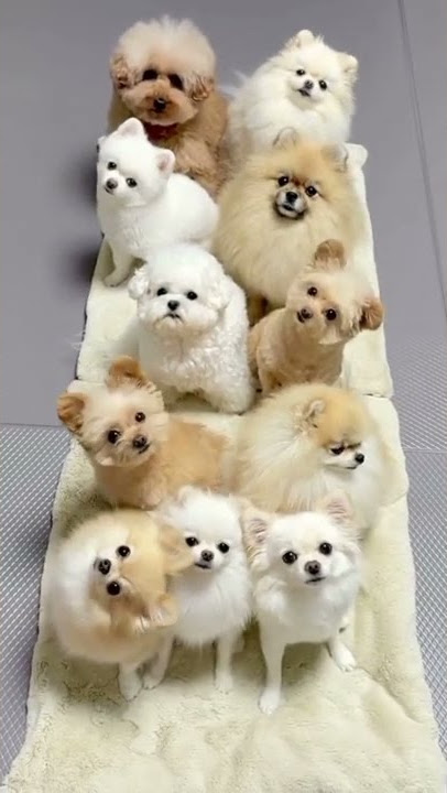 Anak anjing Lucu Lucu Bikin Gemes - baby dogs #shorts