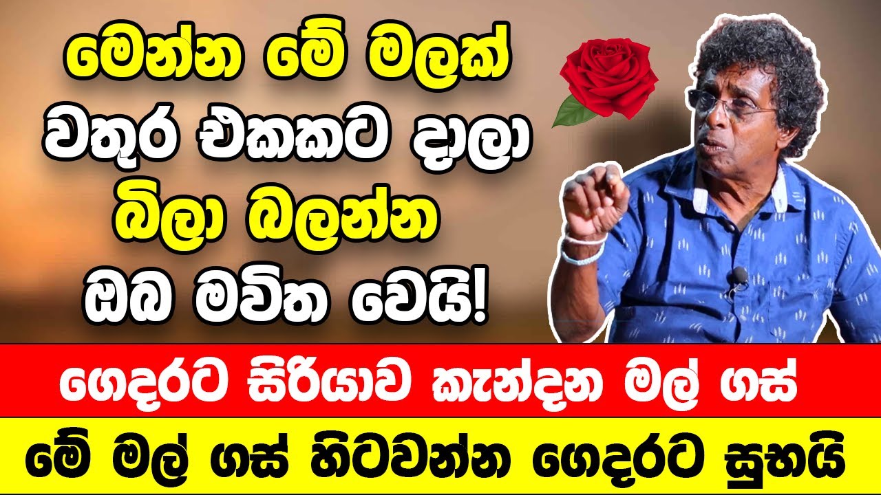 මෙන්න මේ මලක් වතුර එකකට දාලා බිලා බලන්න | ඔබ මවිත වෙයි! ගෙදරට සිරියාව කැන්දන මල් ගස්