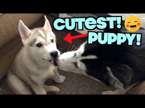 newborn-husky-puppy-kisses-&-wrestles-big-sister-husky!-(britney-spears-as-a-puppy)