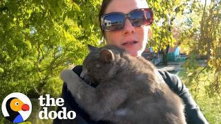 woman sees cat get hit car never leaves him behind dodo