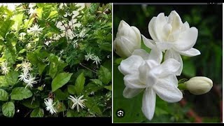 எங்கள் வீட்டு மல்லிகை செடி எவ்வளவு பூ பூத்திருக்கு பாருங்கள் / Jasmine Plant //Deepa's tea time vlog