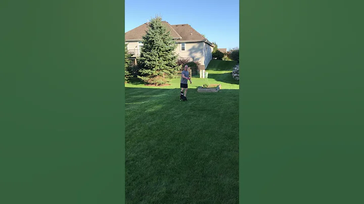 Lucy the Boston Terrier and her Frisbee