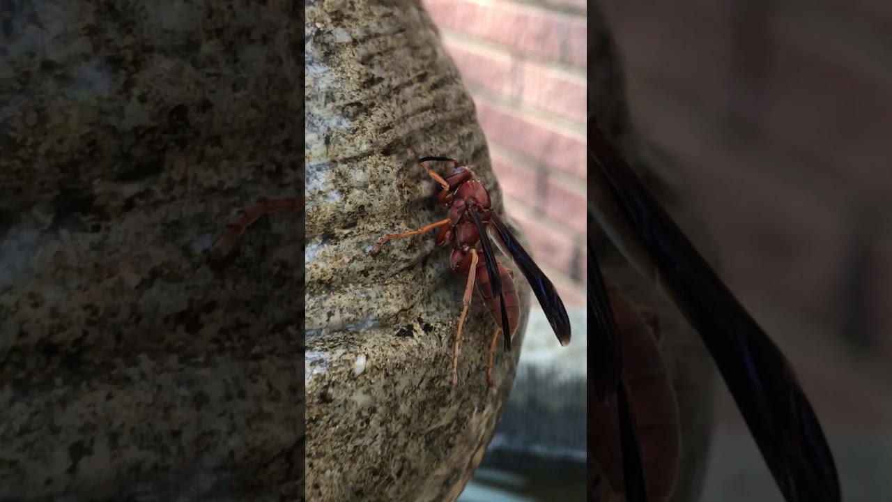 Umbrella wasp takes a shower Part 1 YouTube