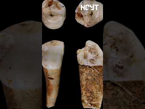 ¿Era el estilo de vida neandertal muy distinto al nuestro? #shorts